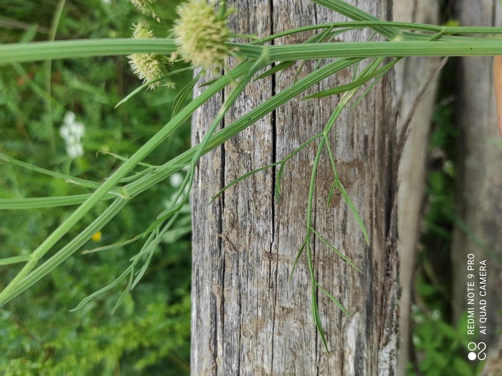 Oenanthe lachenalii