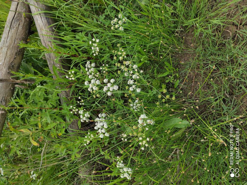 Oenanthe lachenalii