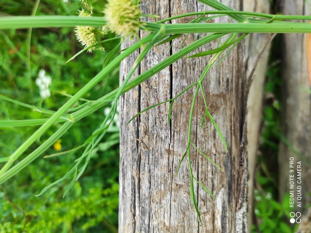 Oenanthe lachenalii