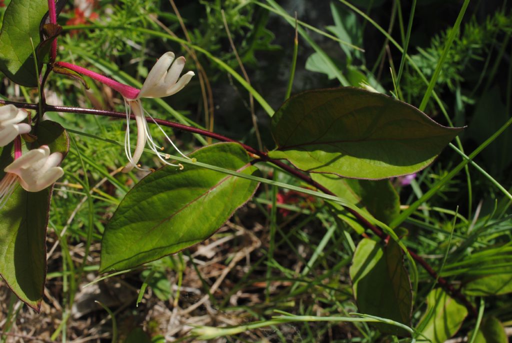 Lonicera xylosteum, chiedo conferma