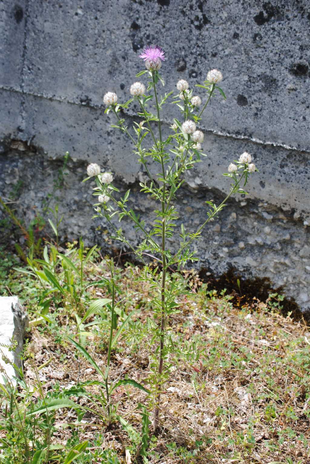 Centaurea deusta subsp. deusta ?  S