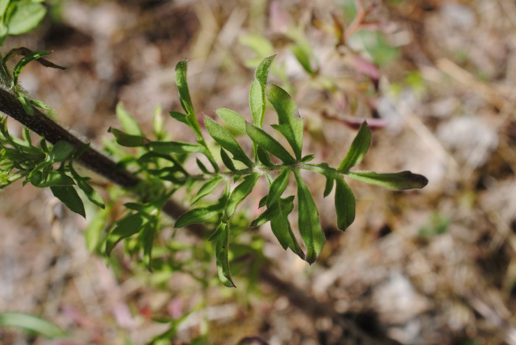 Centaurea deusta subsp. deusta ?  S