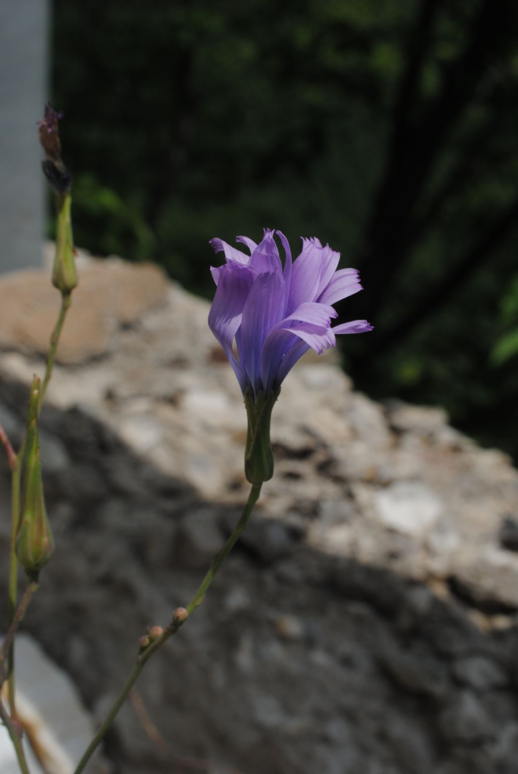 Lactuca perennis ?  S