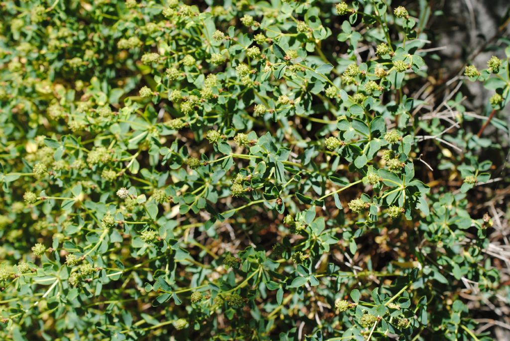 Euphorbia  spinosa? S