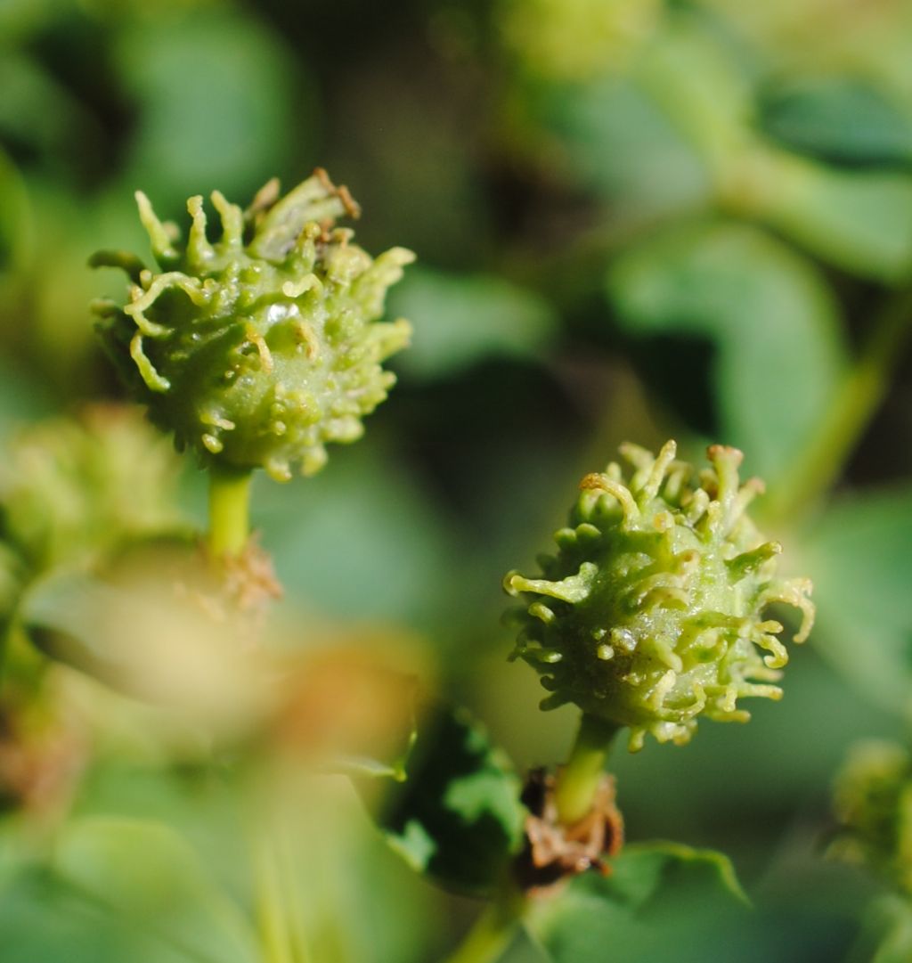 Euphorbia  spinosa? S