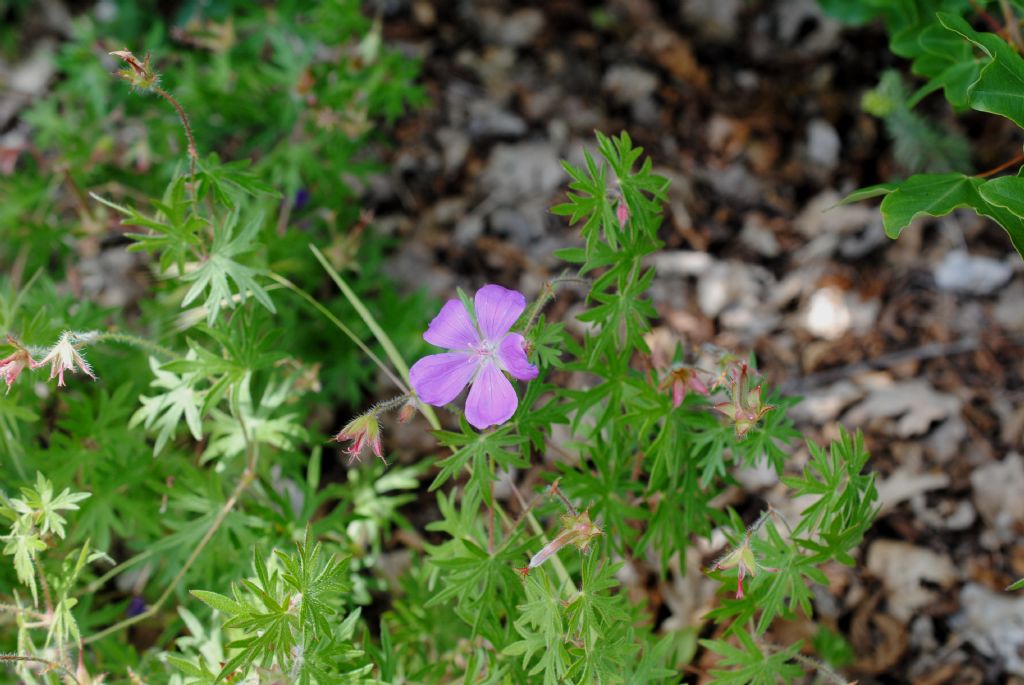 Geranium sanguineum? S