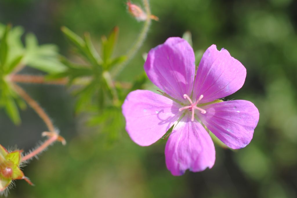 Geranium sanguineum? S