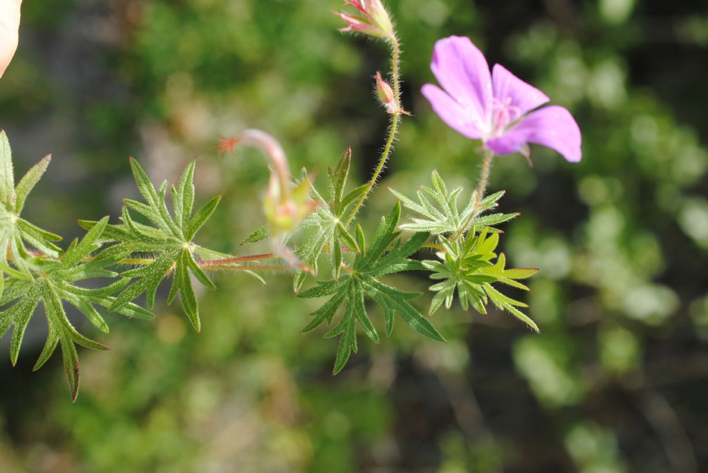 Geranium sanguineum? S