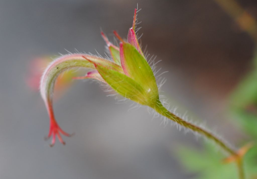 Geranium sanguineum? S