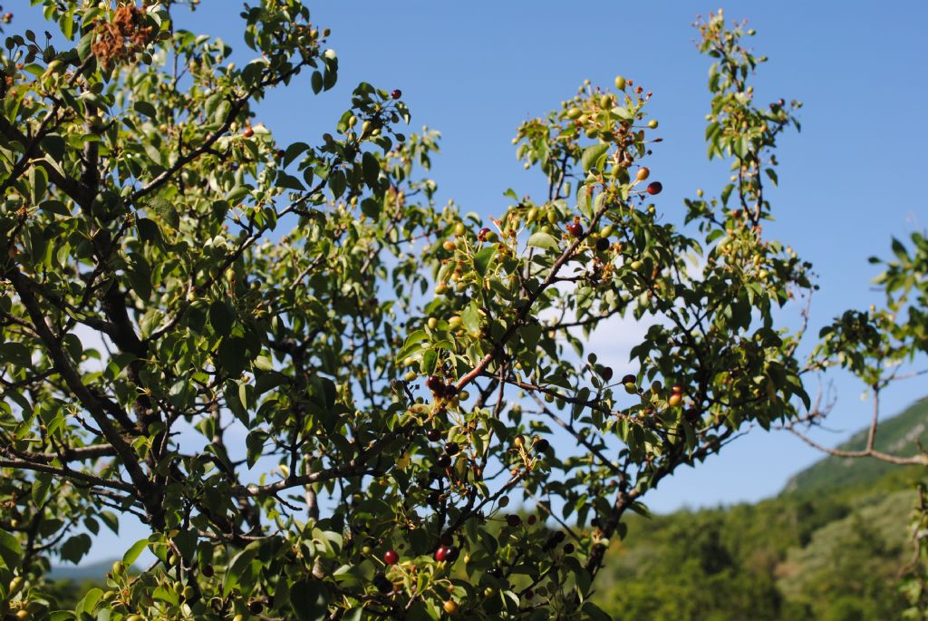 Alberello: Prunus cfr. mahaleb (Rosaceae)