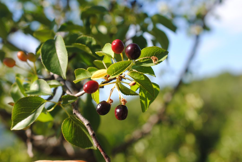 Alberello: Prunus cfr. mahaleb (Rosaceae)