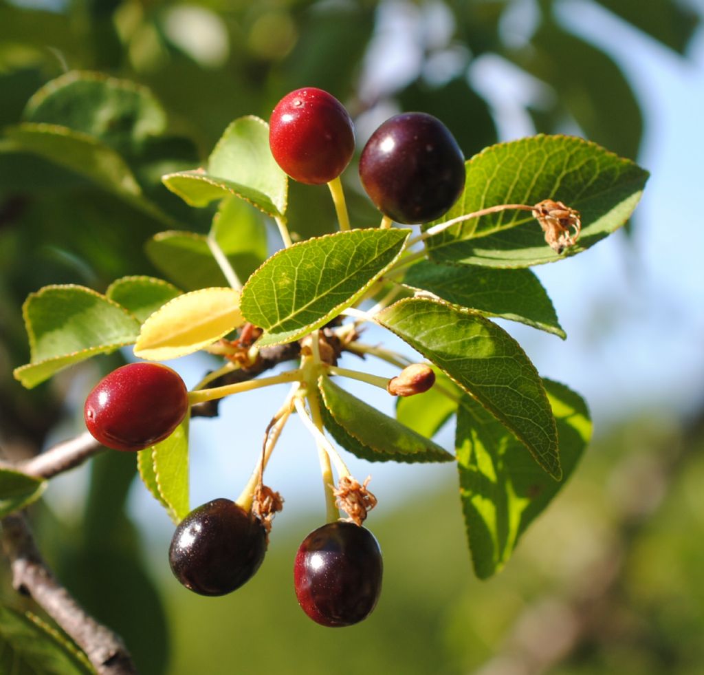 Alberello: Prunus cfr. mahaleb (Rosaceae)