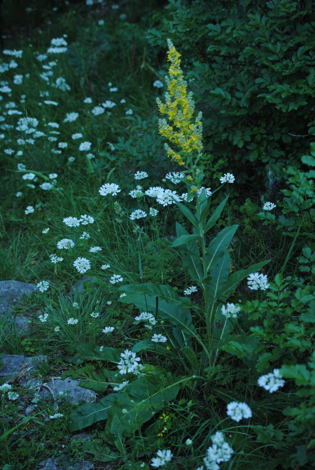 Verbascum lycnitis?