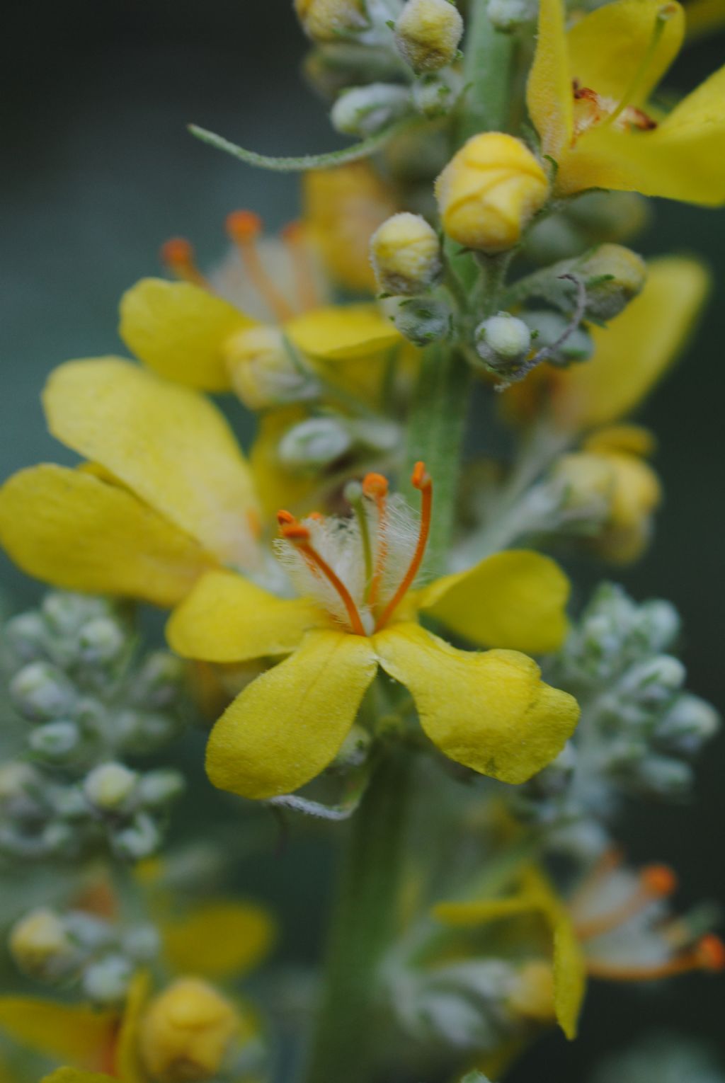 Verbascum lycnitis?