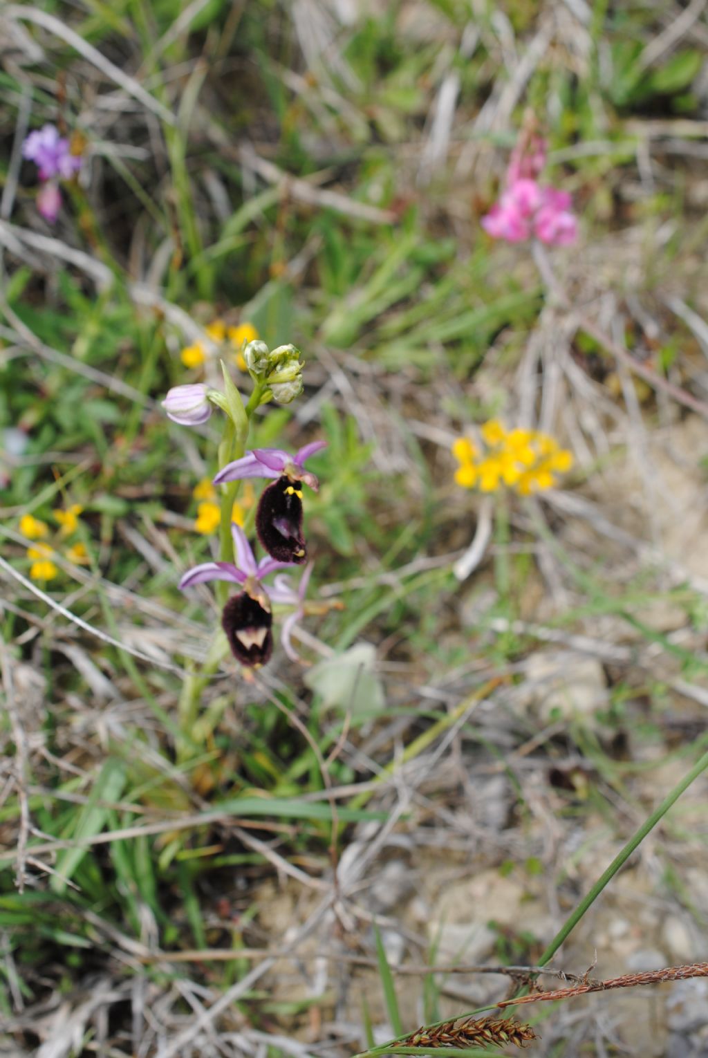 Ophrys bertolonii??