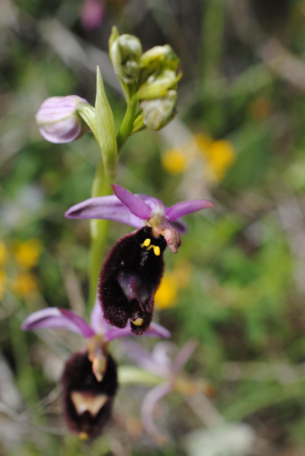 Ophrys bertolonii??