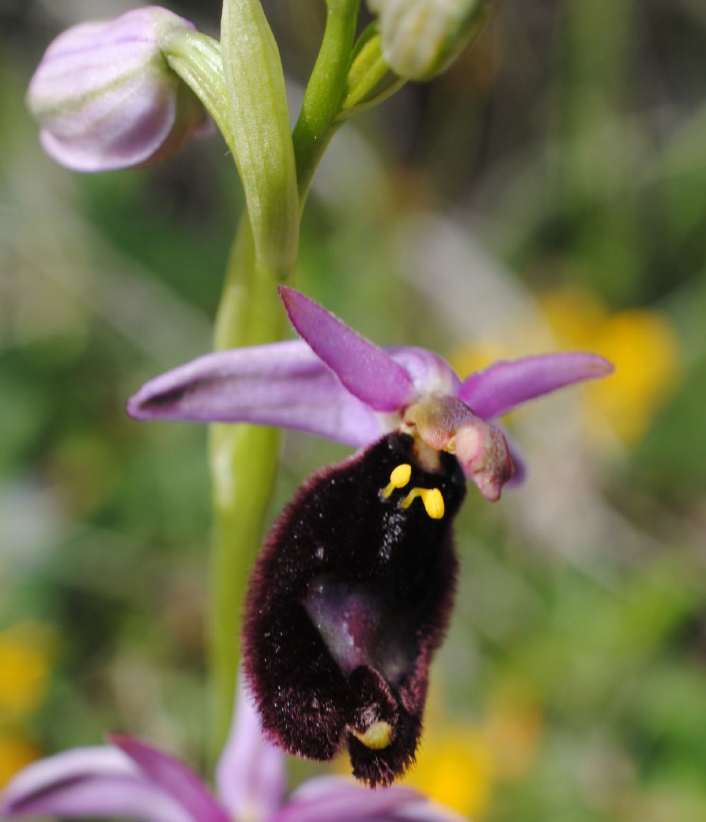 Ophrys bertolonii??