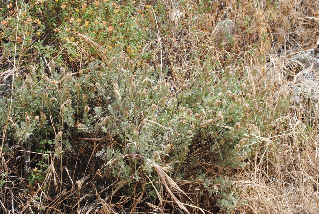 Lavandula stoechas? S