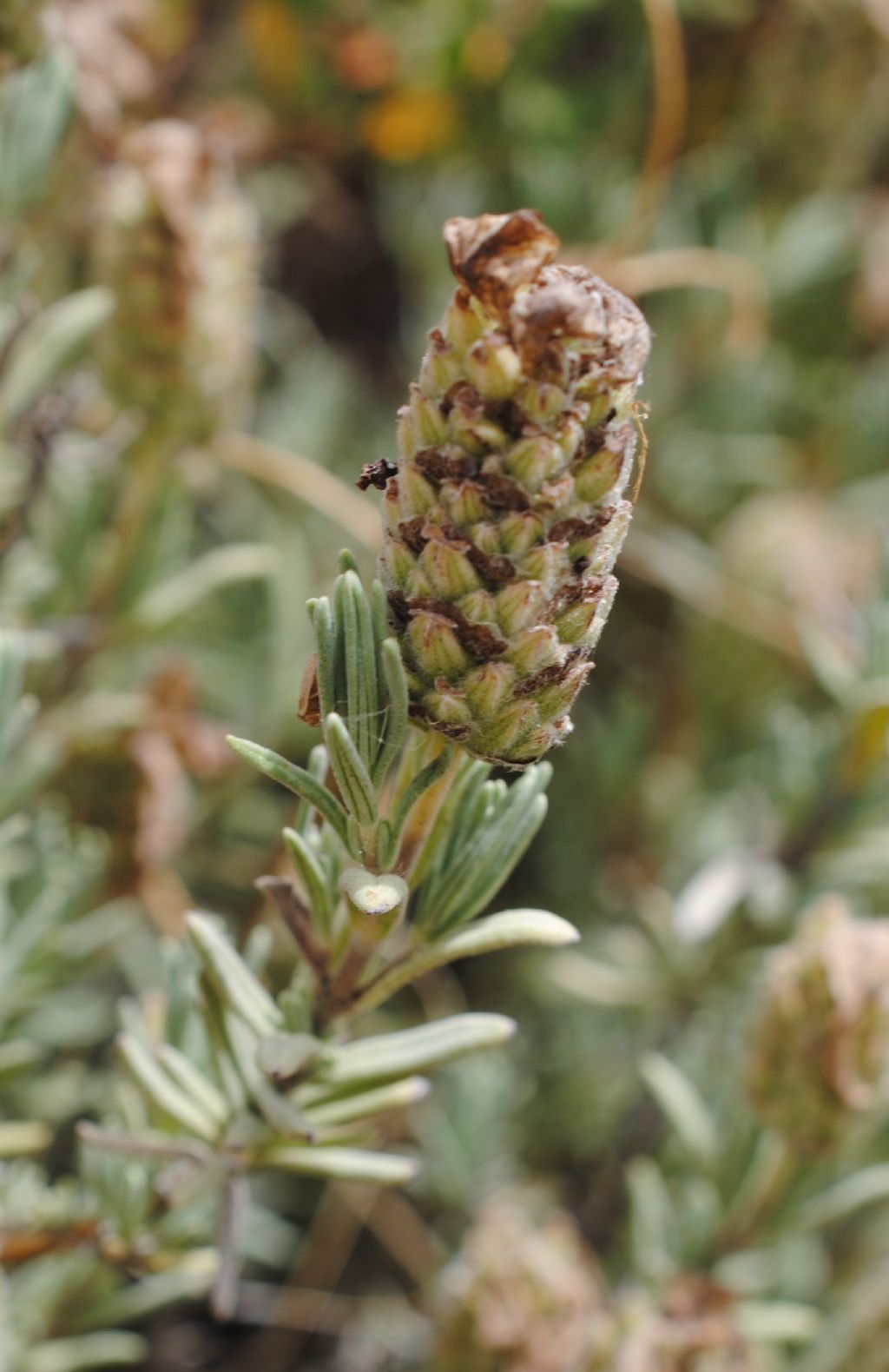 Lavandula stoechas? S