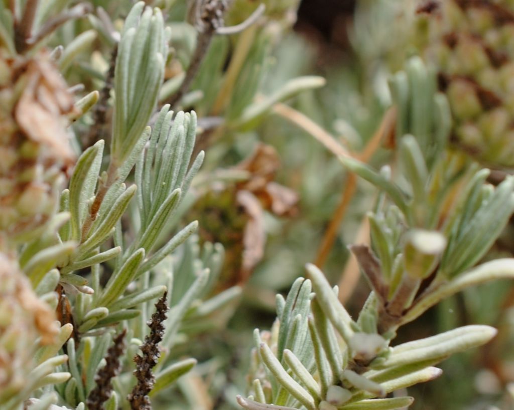 Lavandula stoechas? S