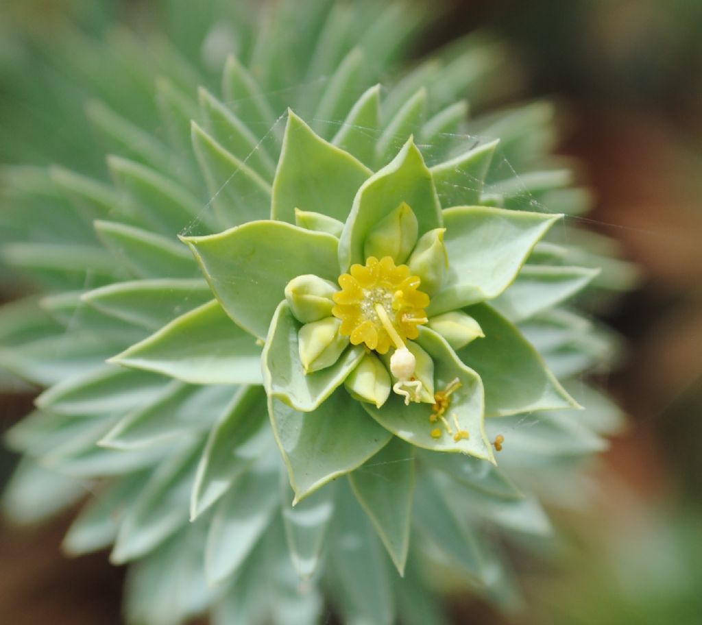 Euphorbia pithyusa?  S