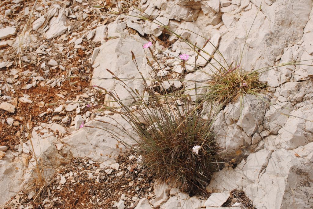 Dianthus?