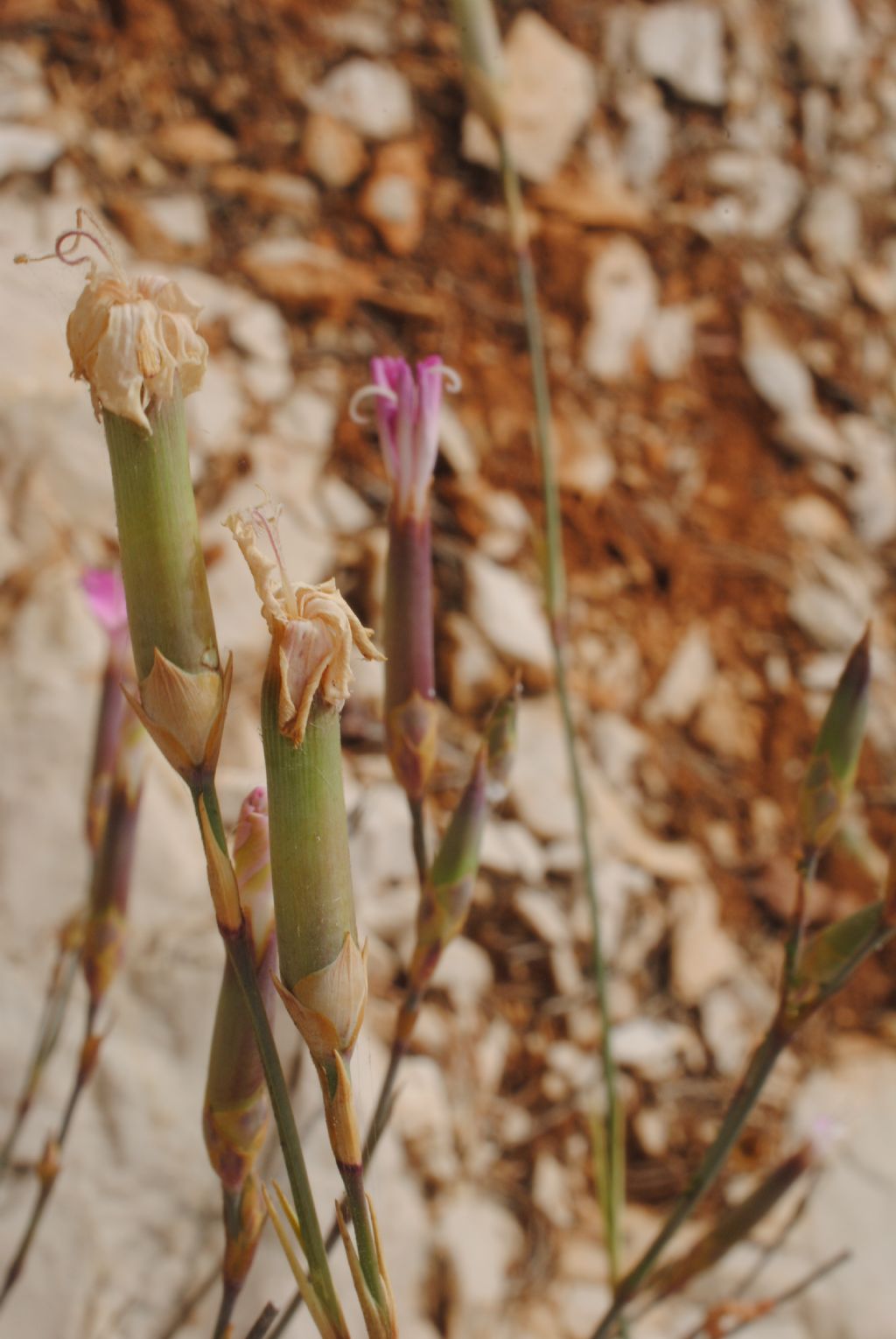 Dianthus?