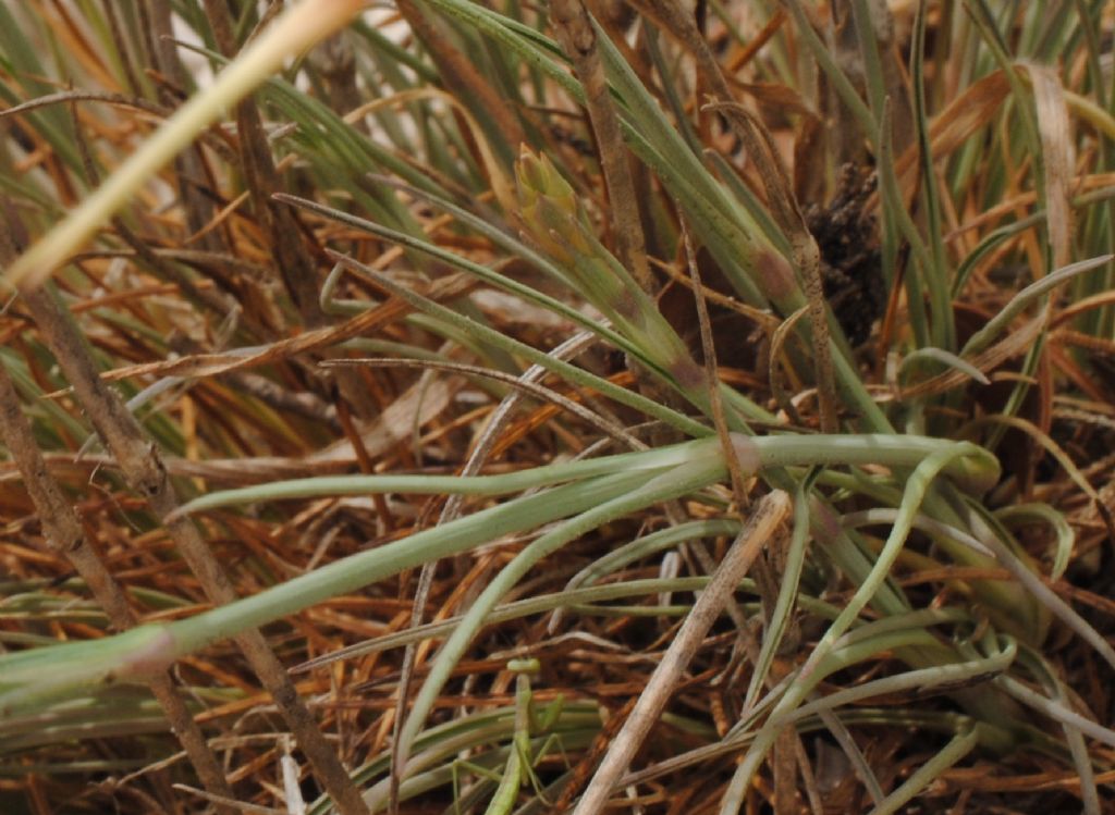 Dianthus?