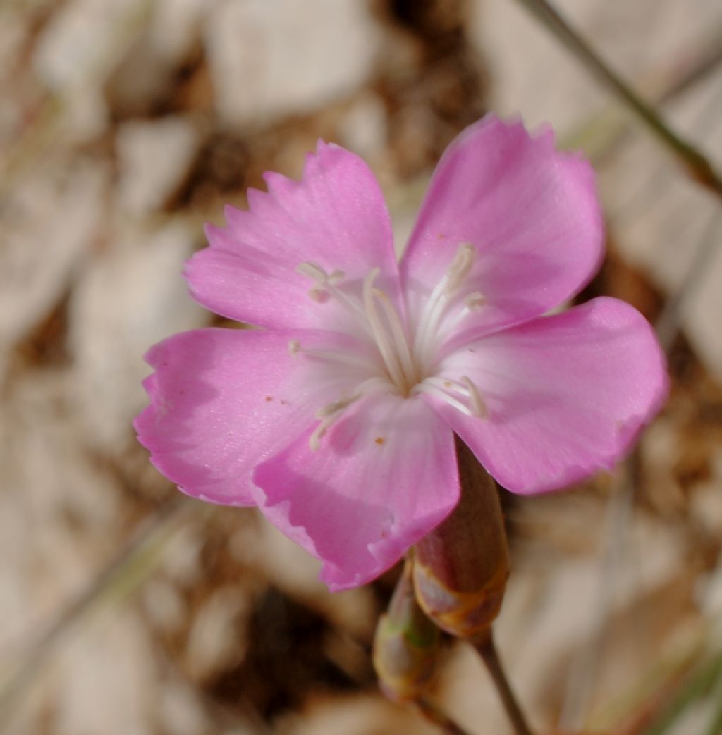 Dianthus?