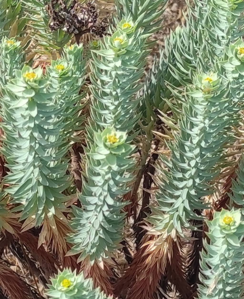 Euphorbia pithyusa?  S