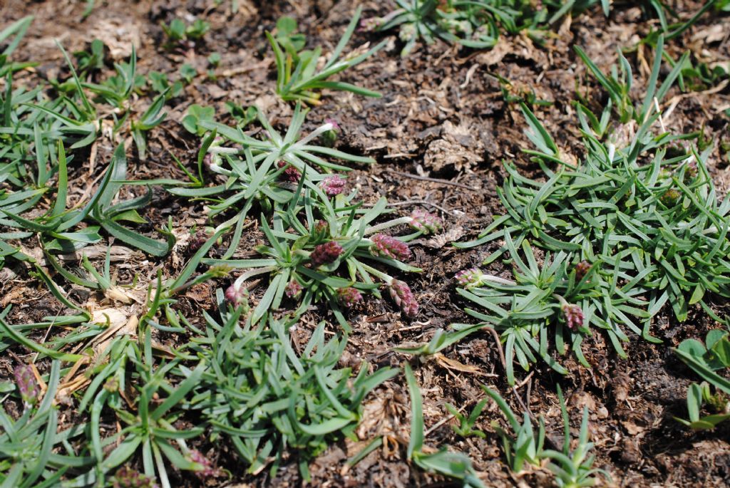 Plantago alpina