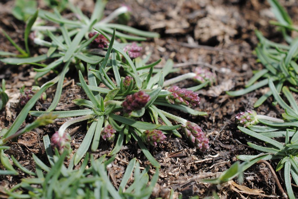 Plantago alpina