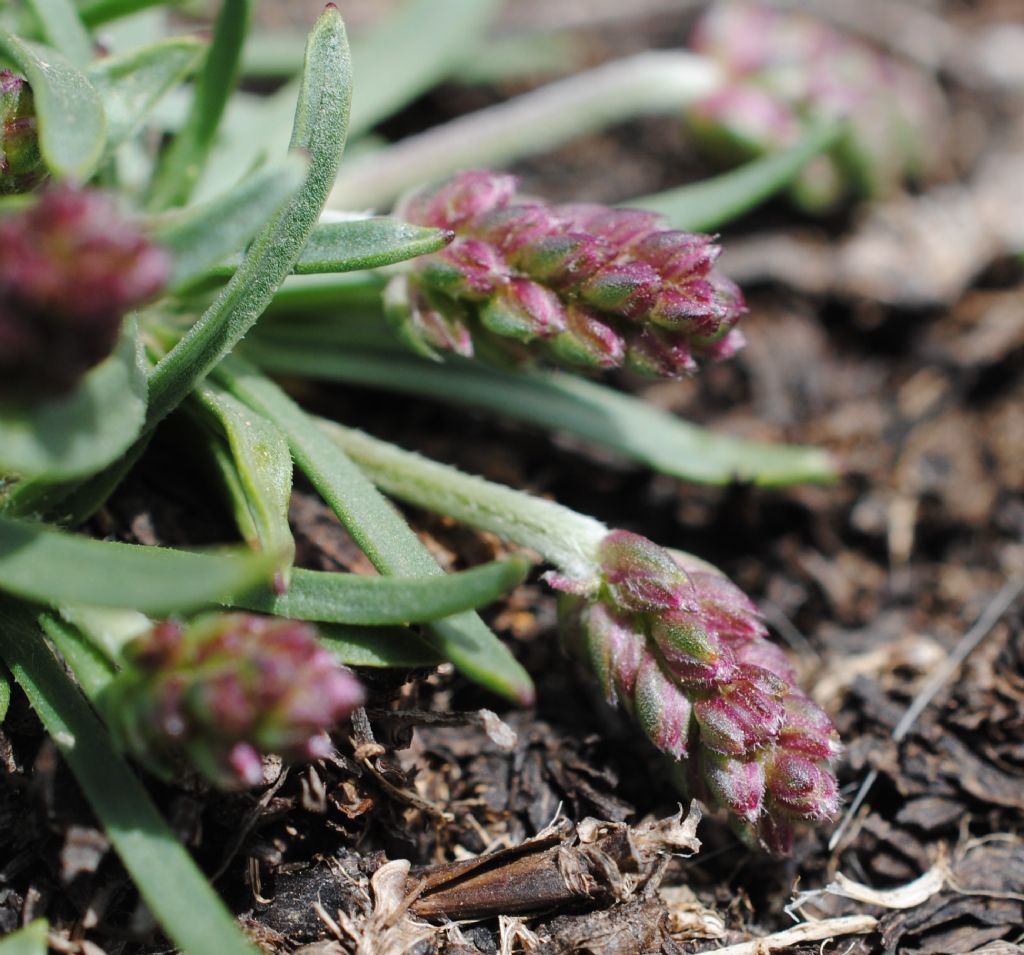 Plantago alpina