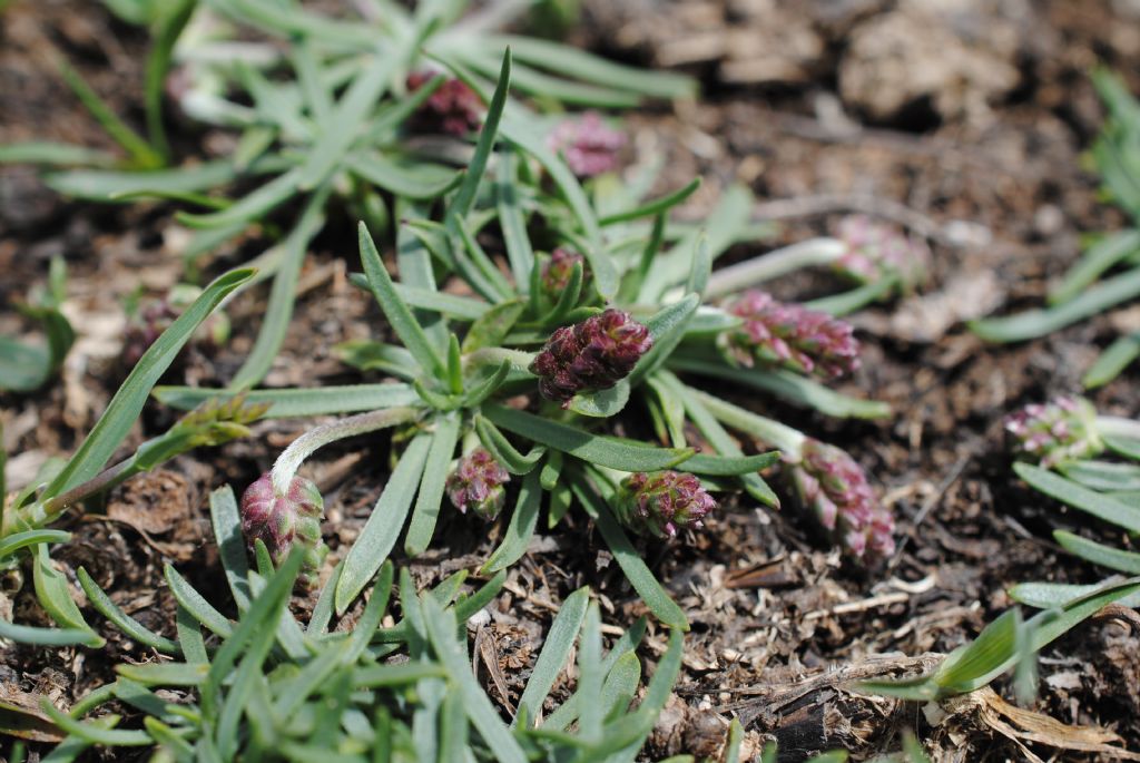 Plantago alpina