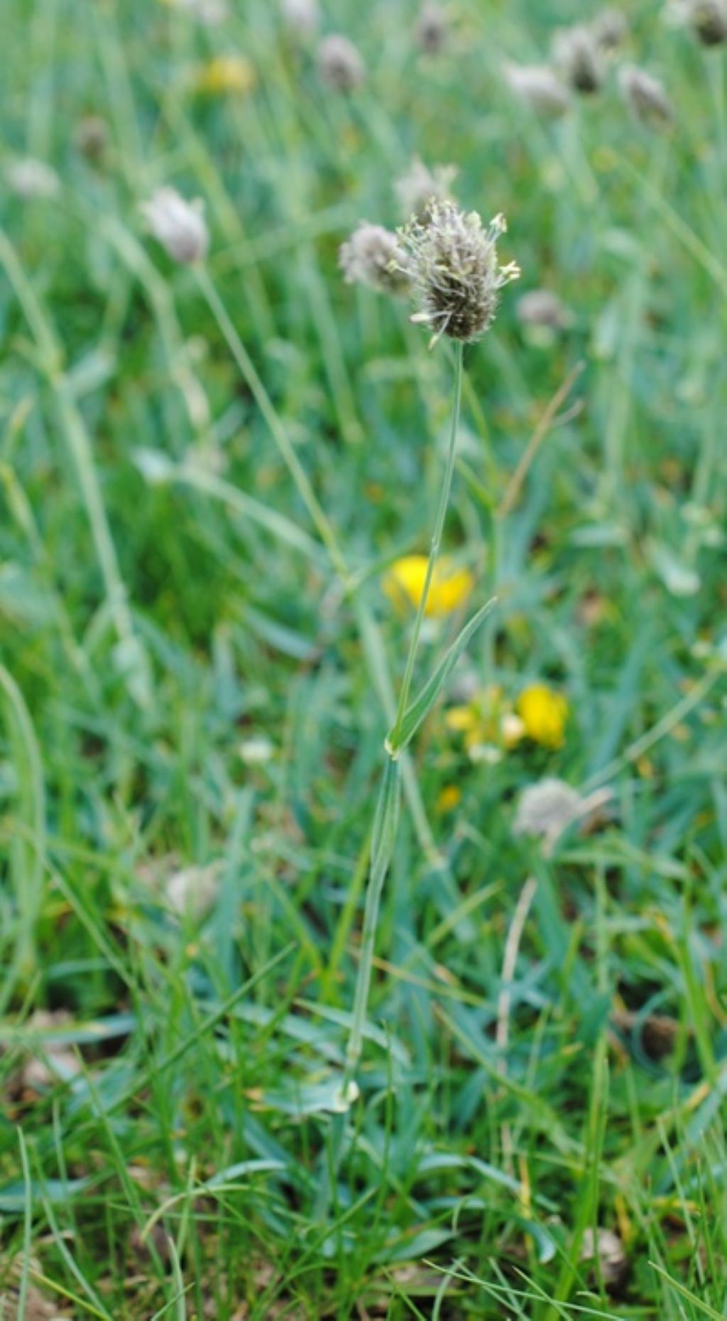 Alopecurus? Alopecurus gerardi (= A. alpinus)