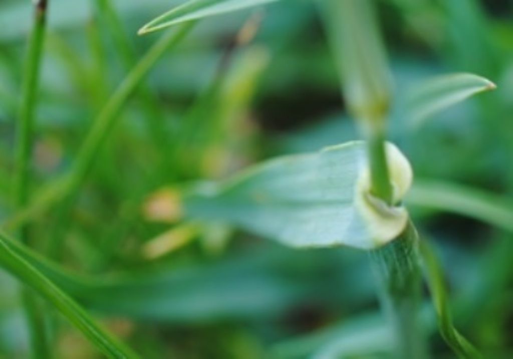 Alopecurus? Alopecurus gerardi (= A. alpinus)