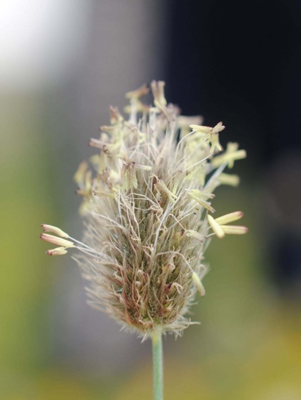 Alopecurus? Alopecurus gerardi (= A. alpinus)