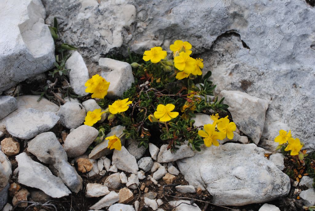 Quale Helianthemum?