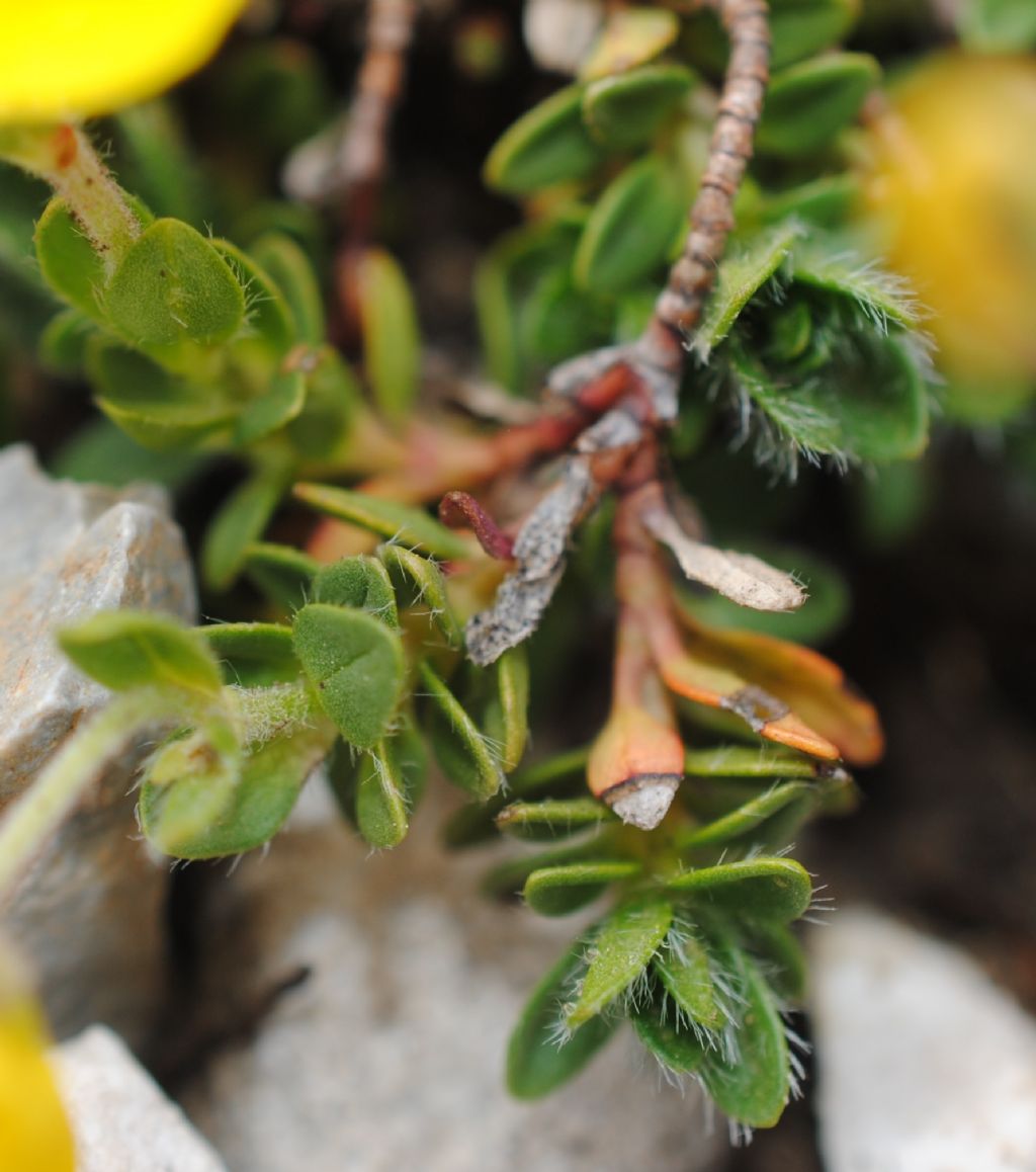 Quale Helianthemum?