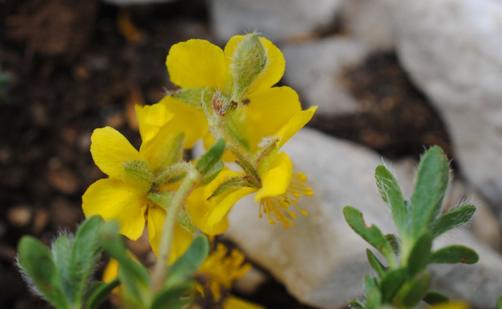 Quale Helianthemum?