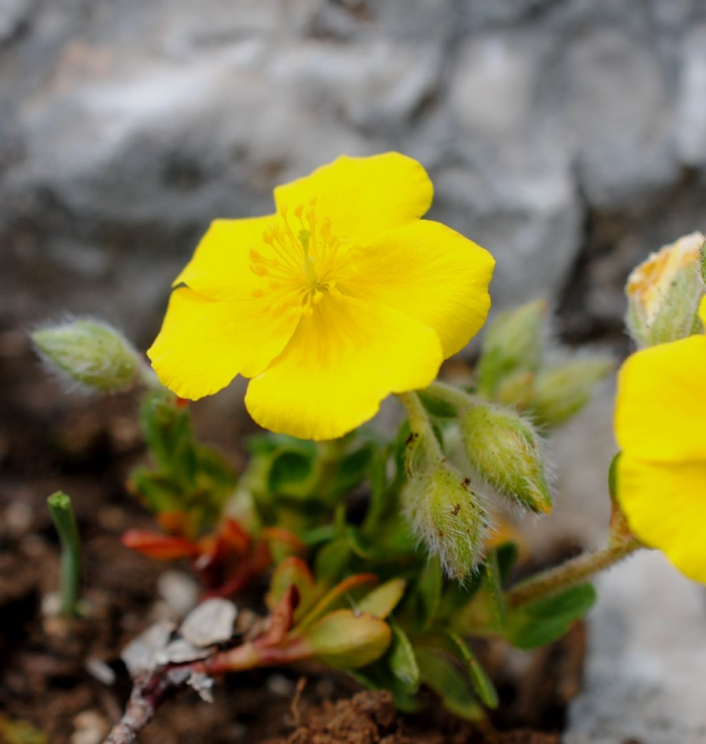Quale Helianthemum?