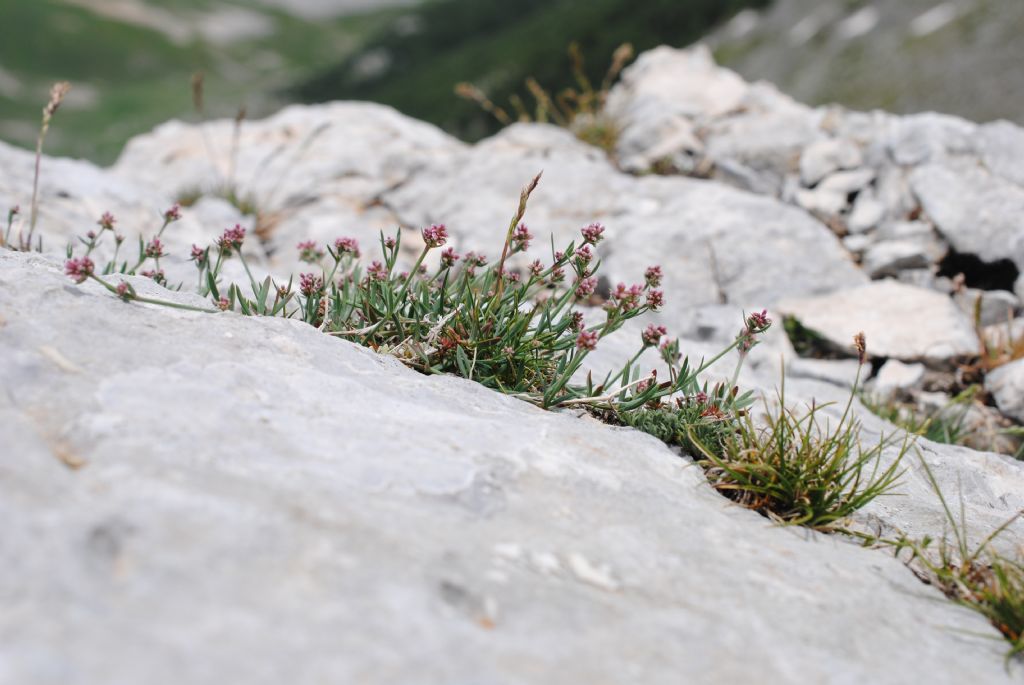 Asperula pyrenaica?