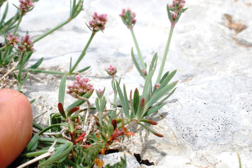 Asperula pyrenaica?