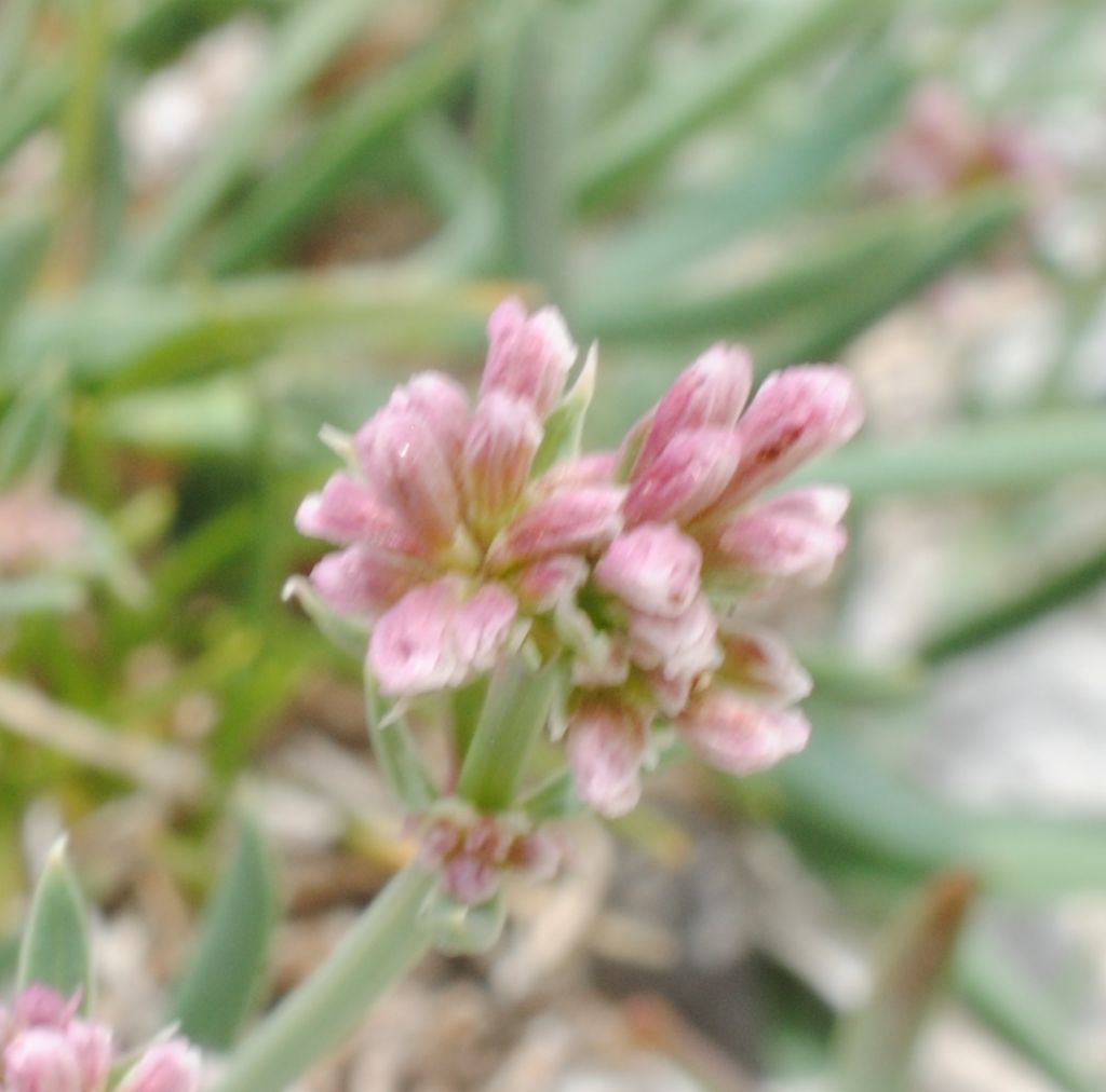 Asperula pyrenaica?