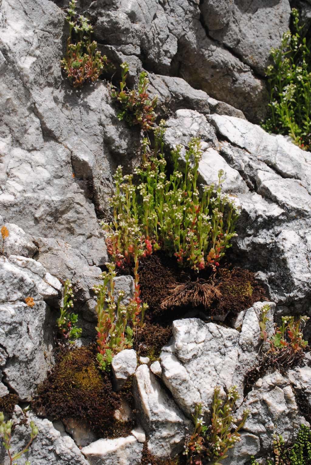 Sedum?  S, Sedum magellense