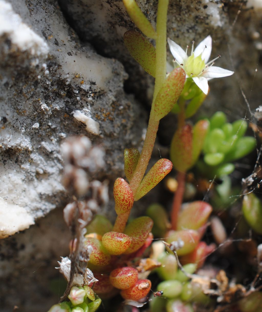 Sedum?  S, Sedum magellense