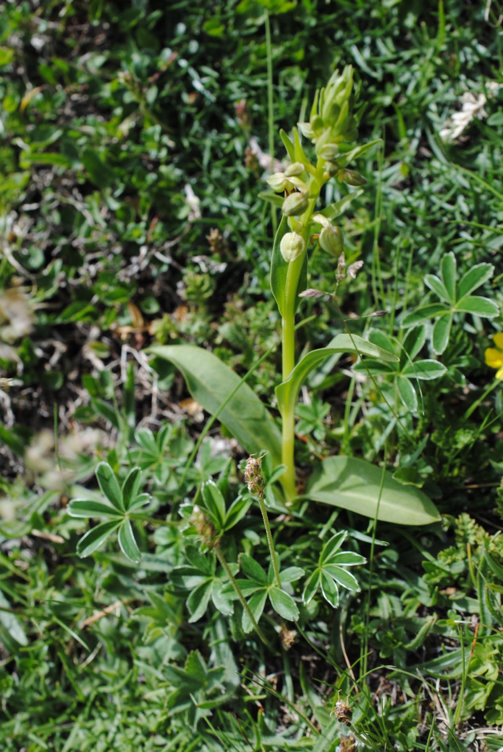 Coeloglossum viride??