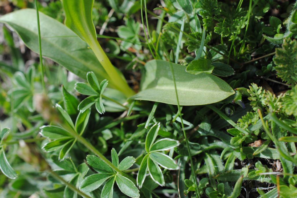 Coeloglossum viride??