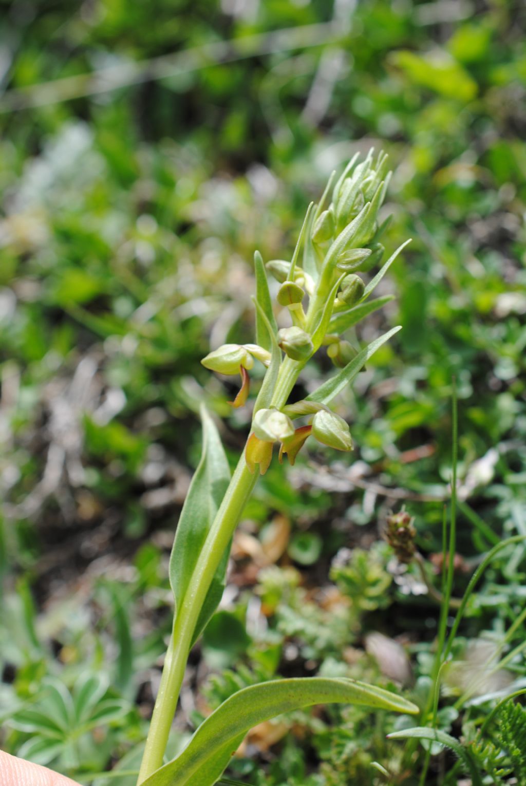 Coeloglossum viride??