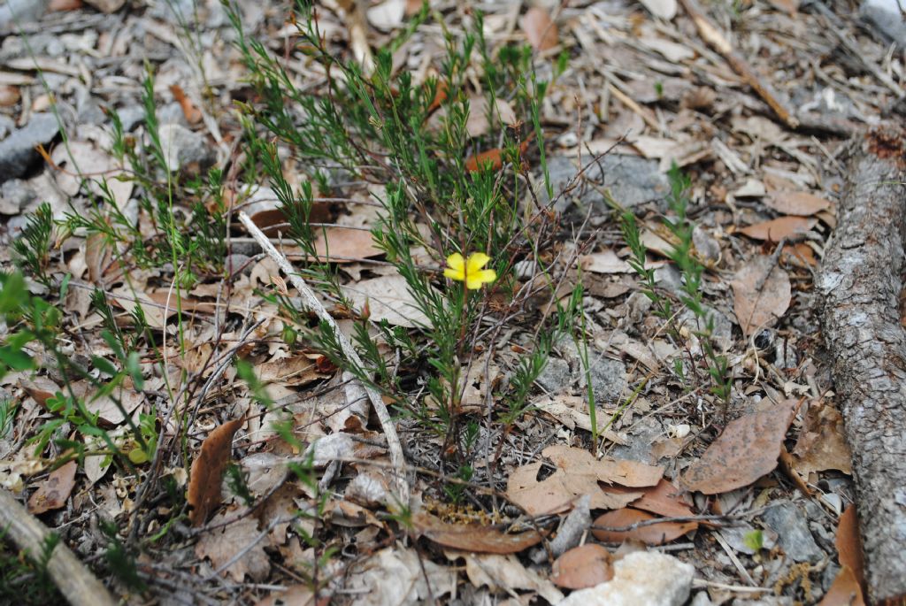 Fumana?  S, Fumana ericifolia (= Fumana ericoides) -Cistaceae